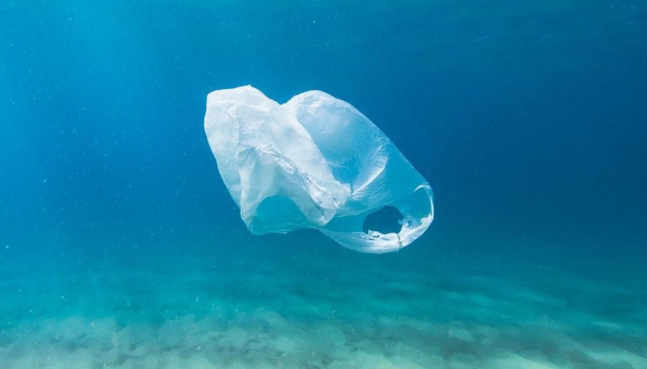 How one plastic bag can harm millions of creatures | Newshub
