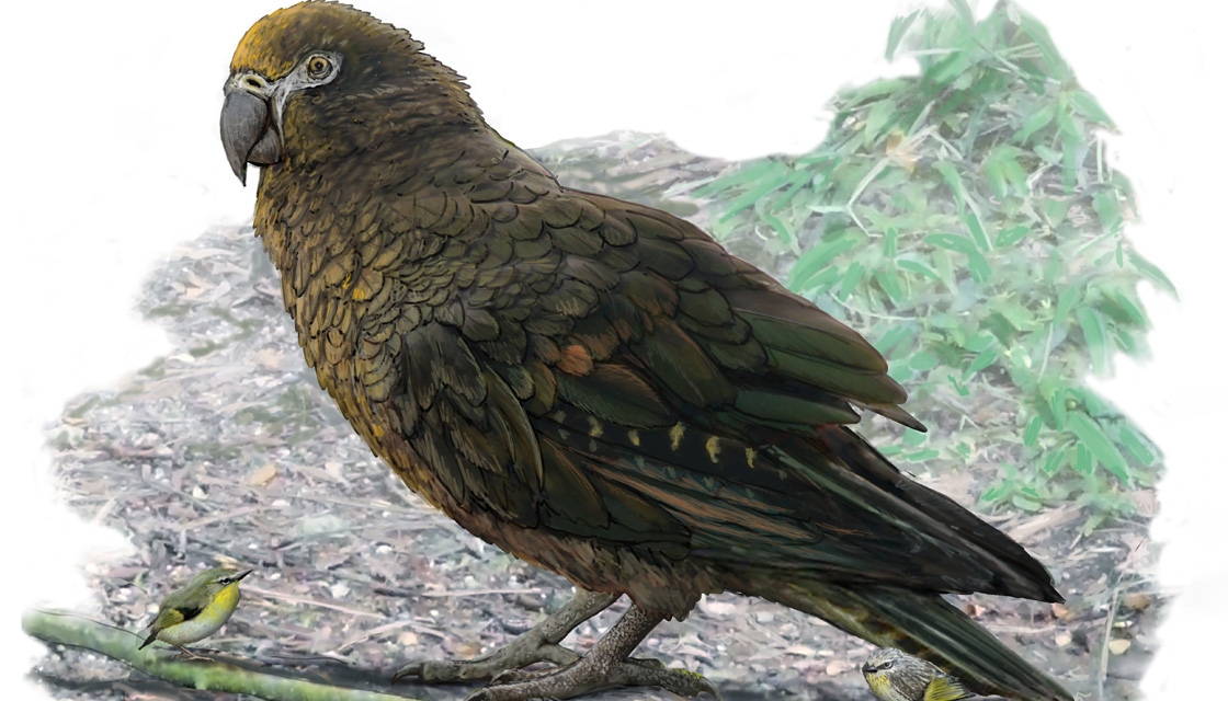 Scientists Discover Giant Extinct Parrot Heracles Inexpectatus In Otago Newshub