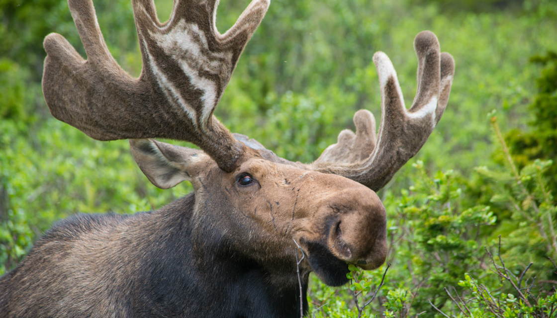 Moose Sceptic Now A Believer After Seeing One From A Helicopter Newshub