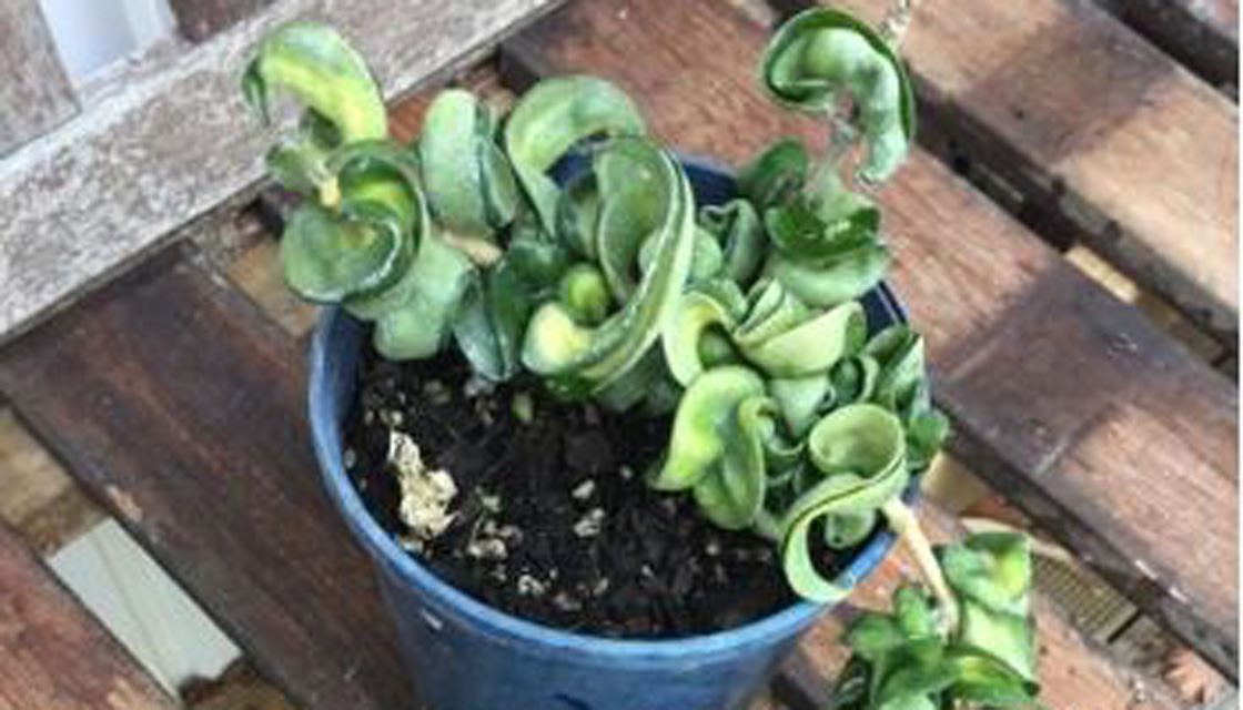 Hoya Houseplant Sells For 6500 On Trade Me Newshub