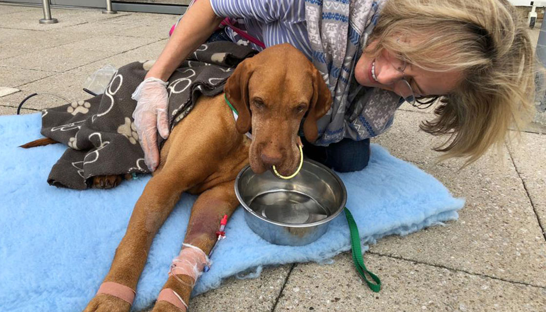 Dog Owner Issues Emotional Warning After Pet S Surprise Chocolate Brownie Death Newshub