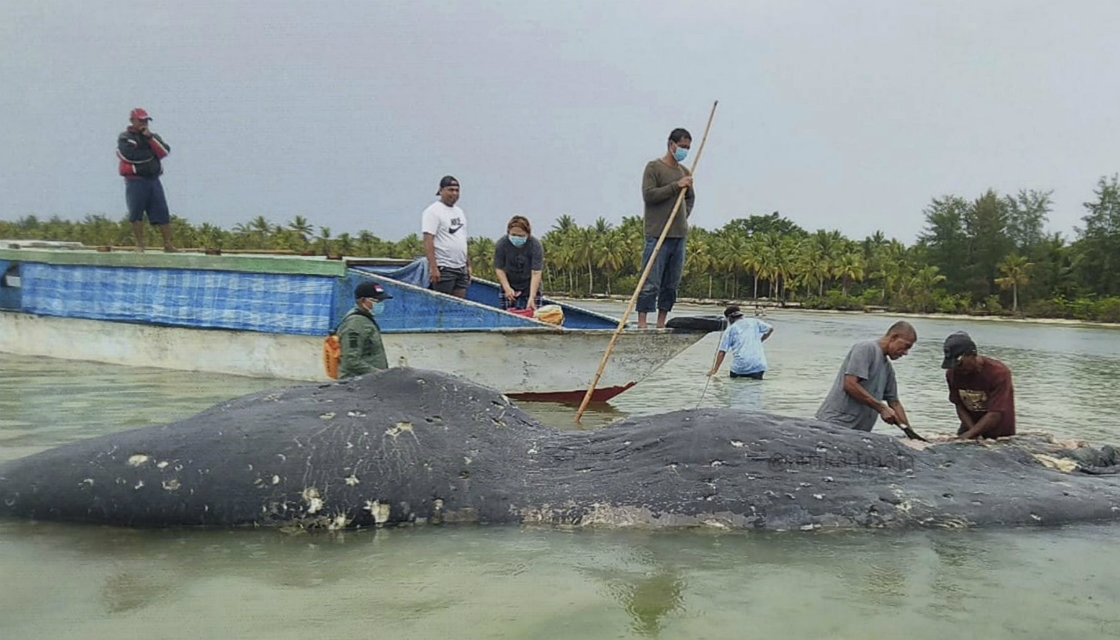 dead whale washes up