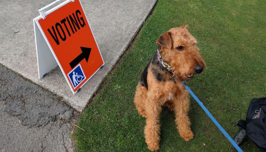 New Zealand pets get political for polling day | Newshub