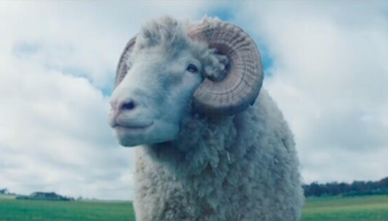 Review: Sam Neill's new movie Rams is a 'quirky unexpected ...