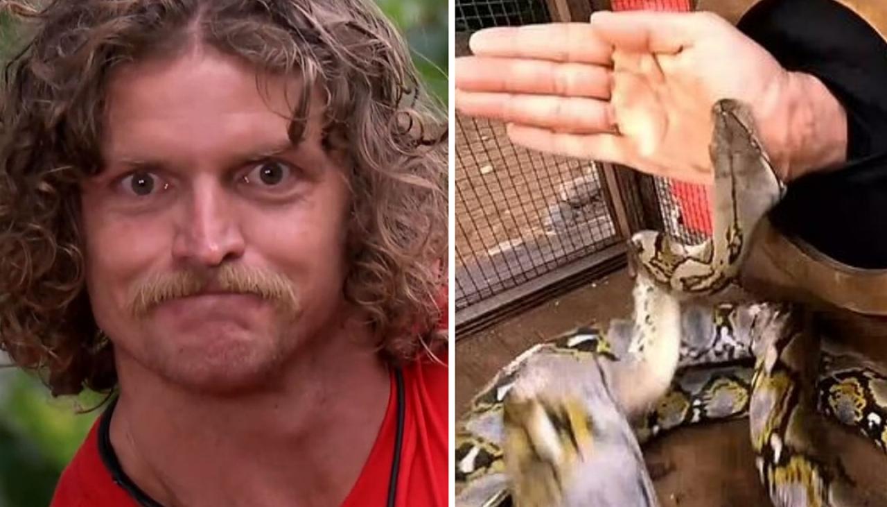 I'm a Celebrity AU: Nick 'Honey Badger' Cummins in terrifying run-in with  python during challenge