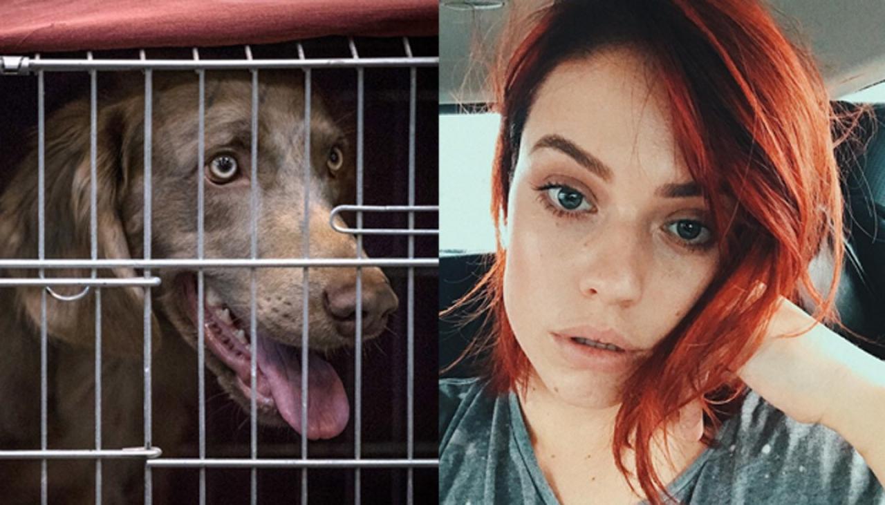 Kiwi mummy blogger Abby Plested gets rid of dog to 'take ... - 1280 x 731 jpeg 111kB