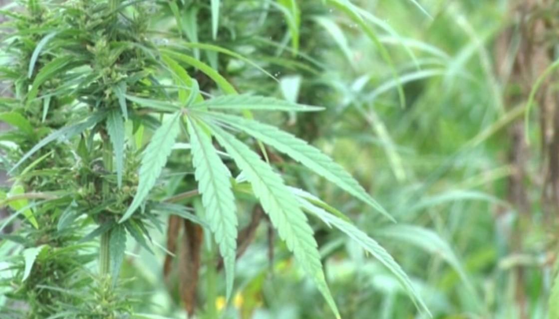 The Difference Between Real And Synthetic Cannabis | Newshub