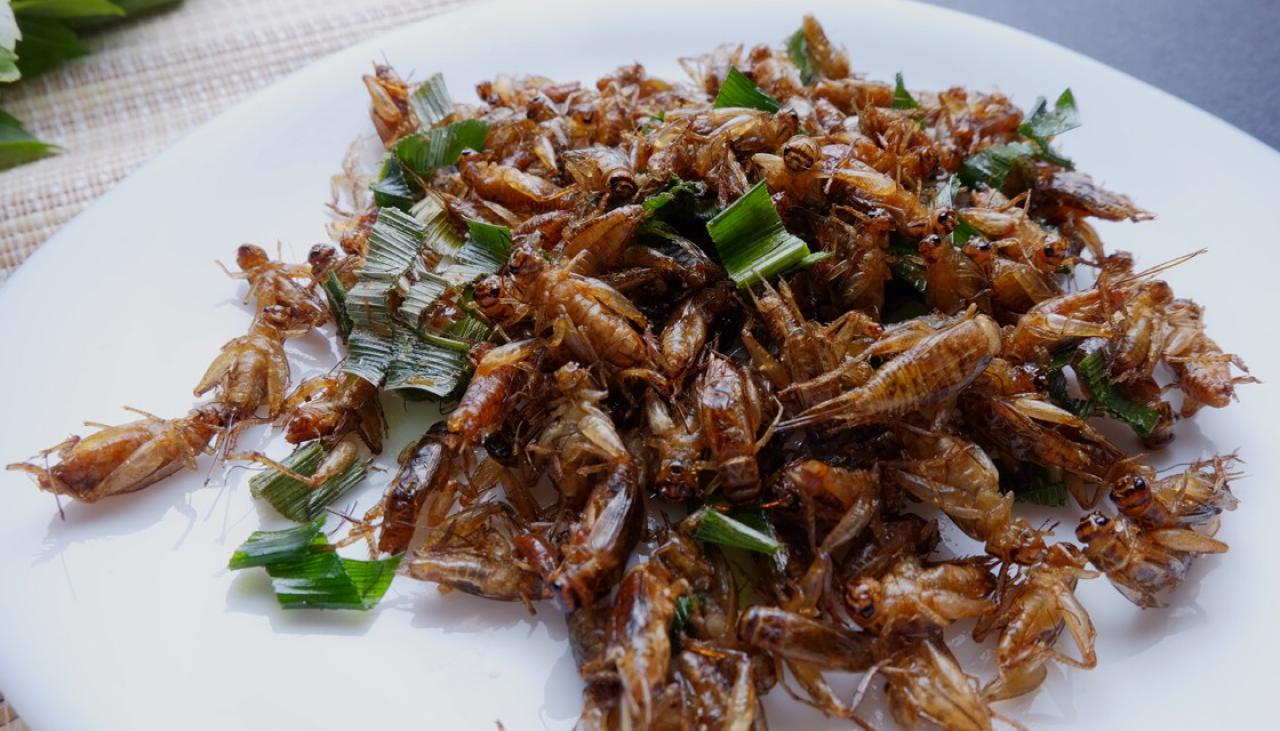 Ecofriendly and proteinrich Why crickets are the next food craze Newshub