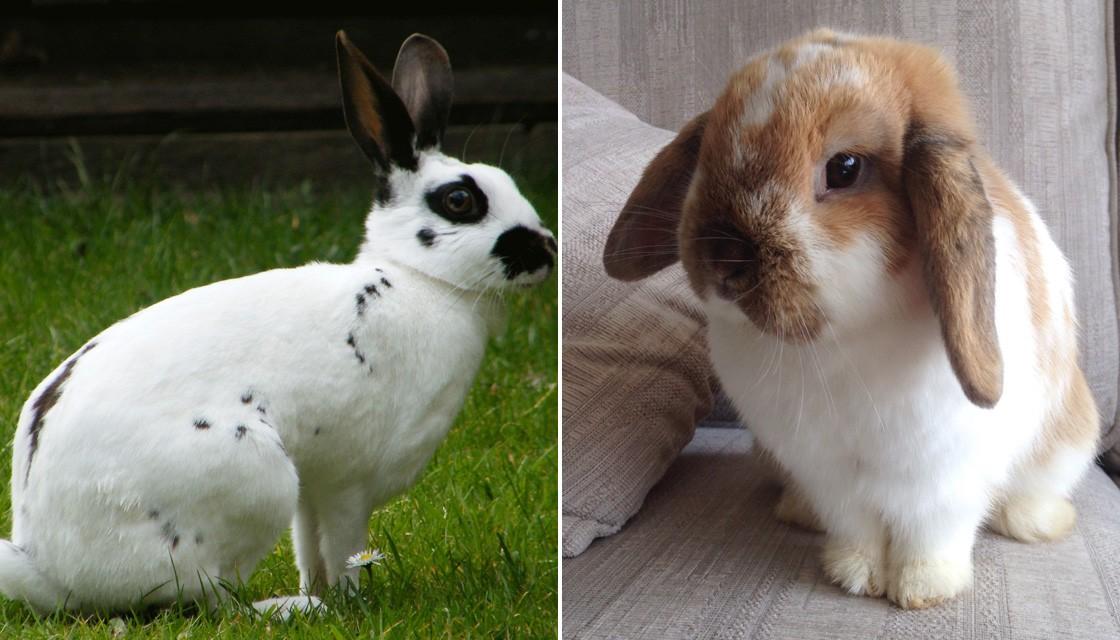 Scientists Discover Humans Find Flat Faced Short Haired Rabbits