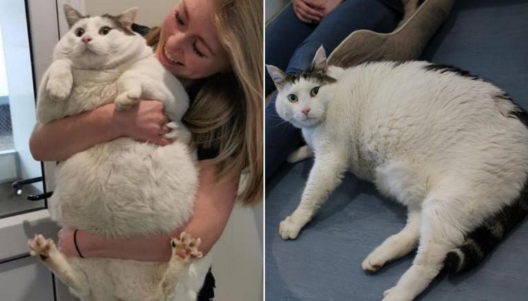 Animal charity sends weight warning after cat tips scales at 24lb – The  Irish News