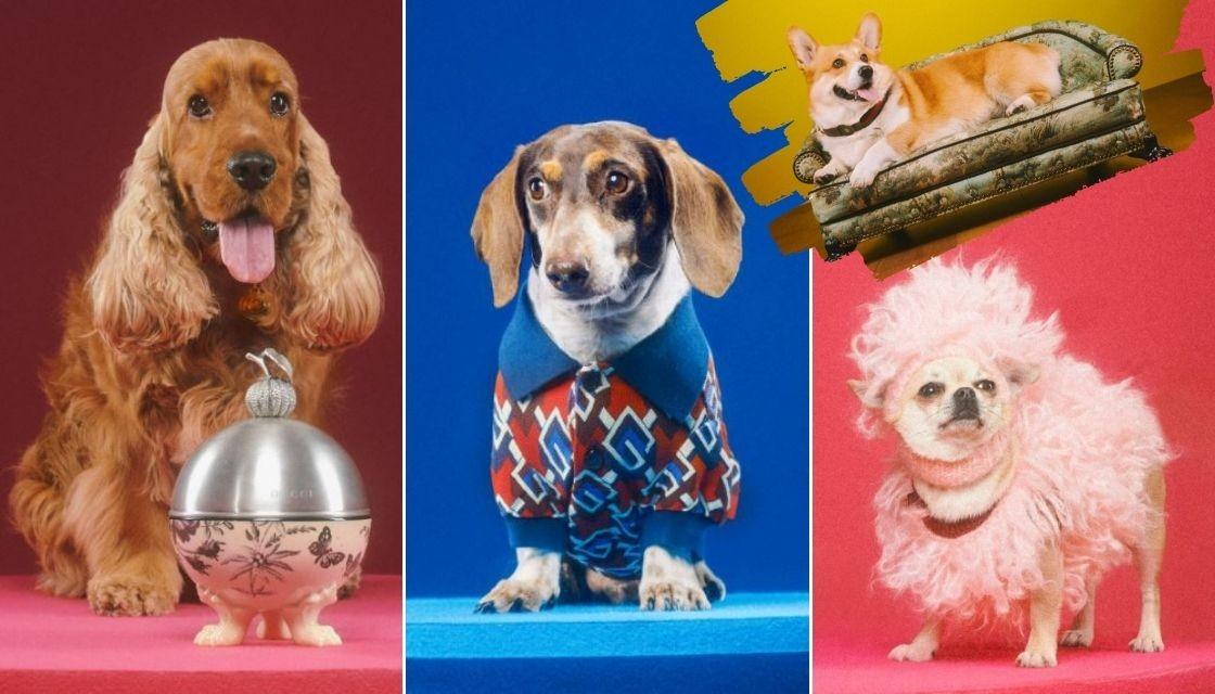 Gucci pet collection includes $7,500 dog bed, $460 poop bag holder