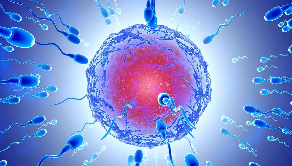 Sperm Counts May Be Declining Globally Review Finds Adding To Debate Over Male Fertility Newshub 
