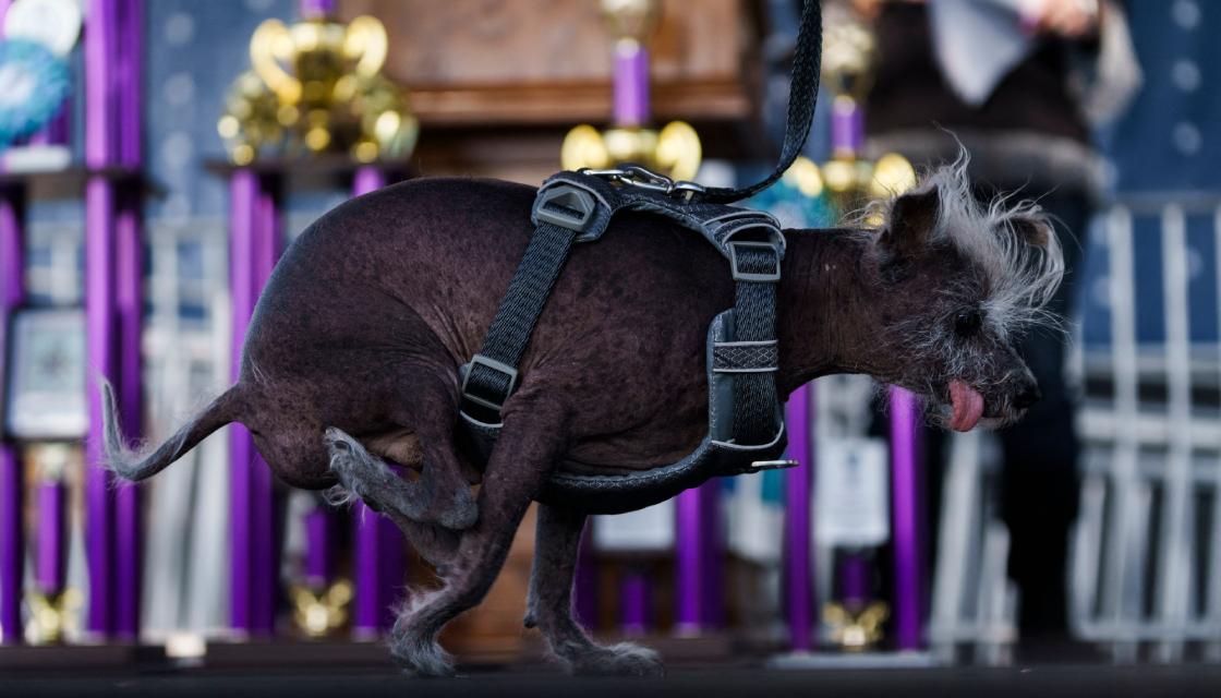 Scooter crowned World's Ugliest Dog winner for 2023 Newshub