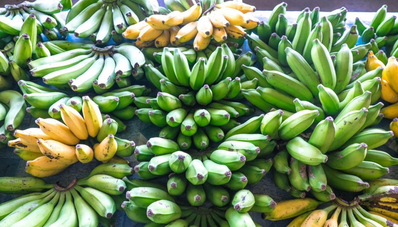 Cavendish fungus outbreak set to drive banana prices in New Zealand ...