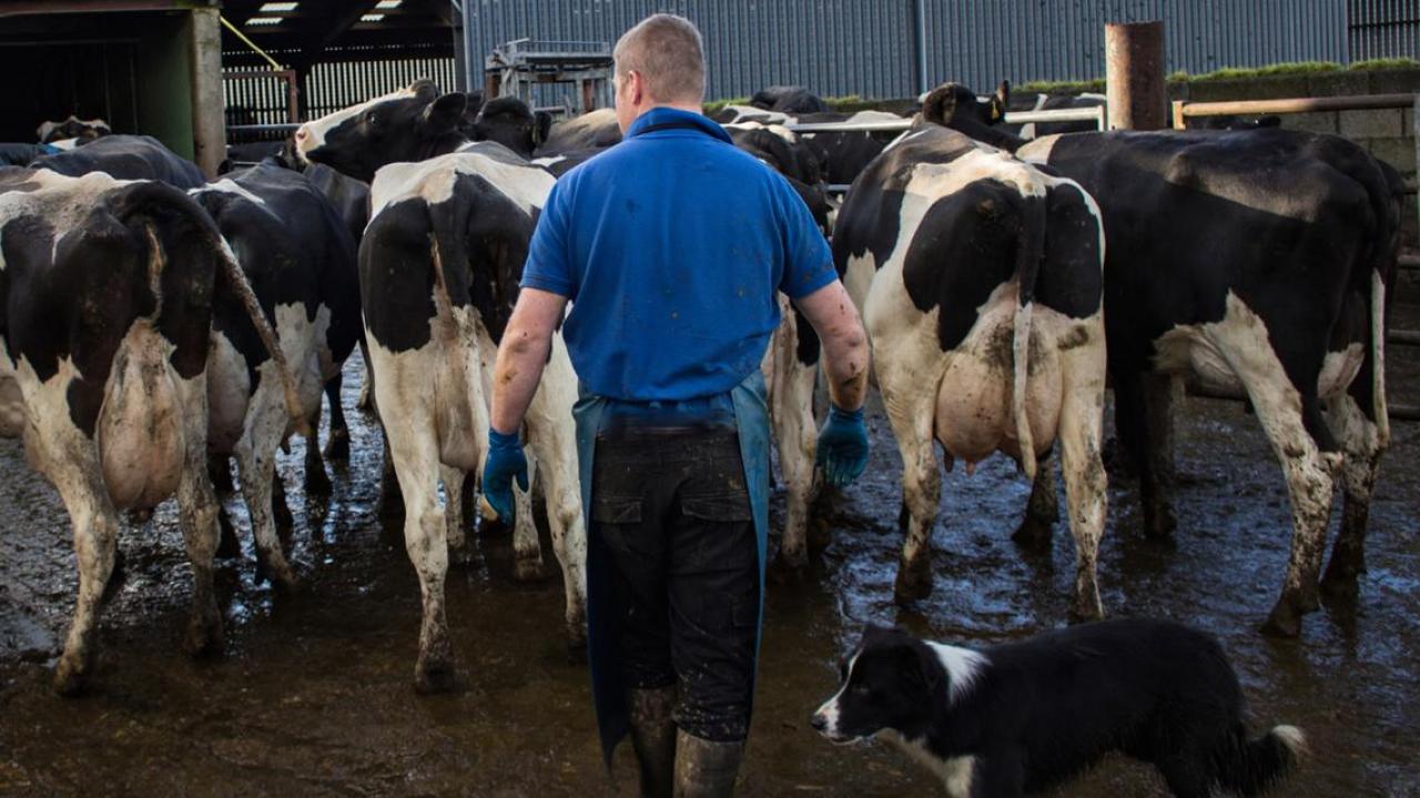 Dairy farm prices fall Newshub