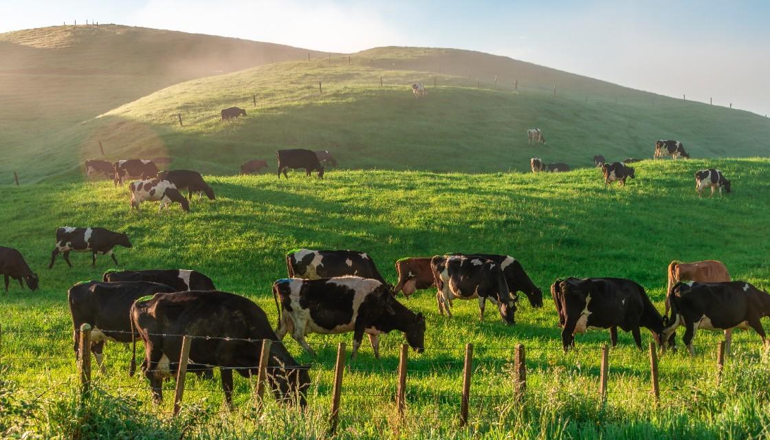 Kiwi dairy farmer has breast interests at heart