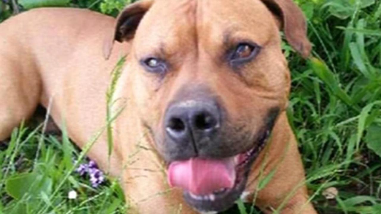 microchipped-dog-euthanised-after-council-mistake-newshub