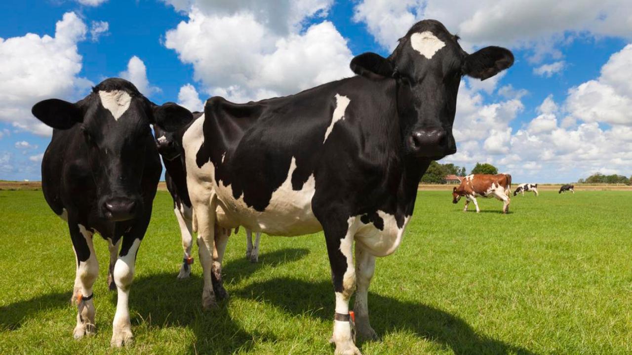 chinese-dairy-producer-opens-in-waikato-newshub