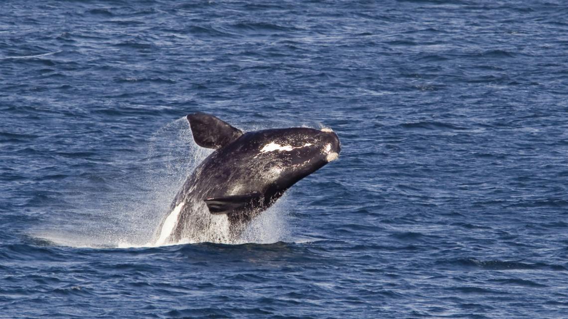 Southern right whales lucky to exist | Newshub