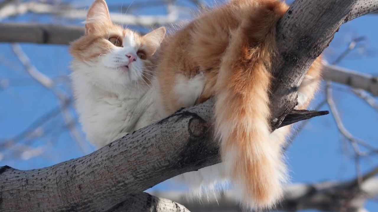 Cat collar that translates clearance meows