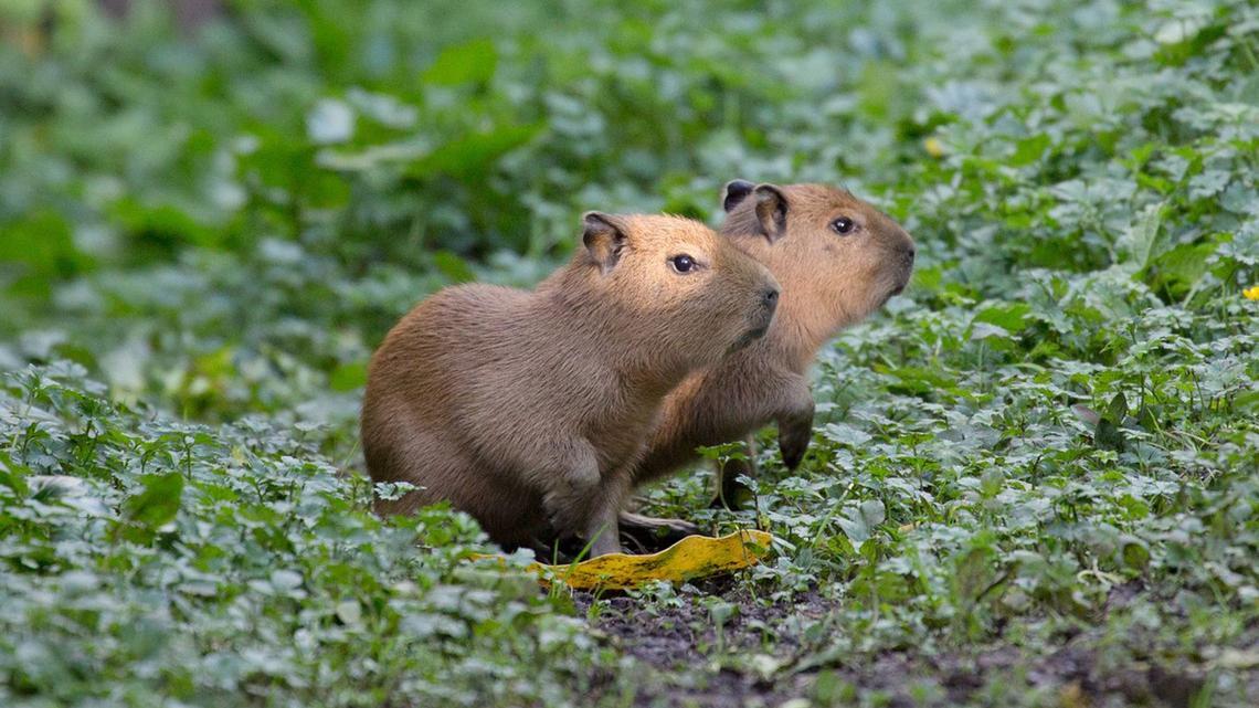 Auckland Zoo asks public to help name new capybaras | Newshub