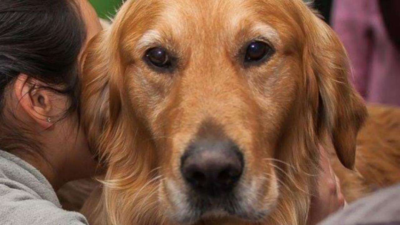 Stressed students unwind with dog cuddles | Newshub