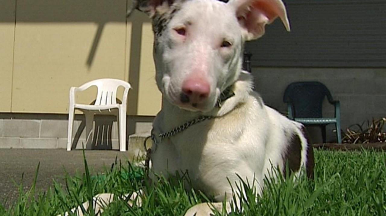 blind-and-deaf-puppy-looks-for-special-home-newshub