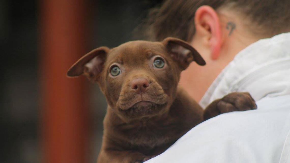 Spca Auckland Full Up With Puppies Needing Homes Newshub