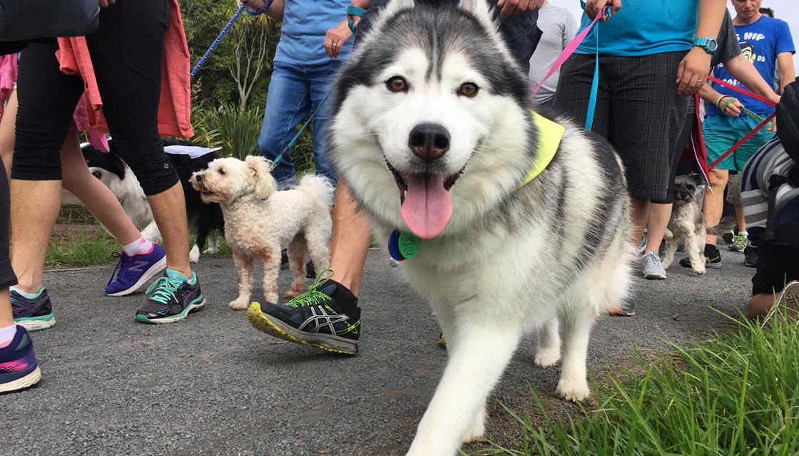 Pooches flood parks for annual Big Dog Walk With Lots of Dogs | Newshub