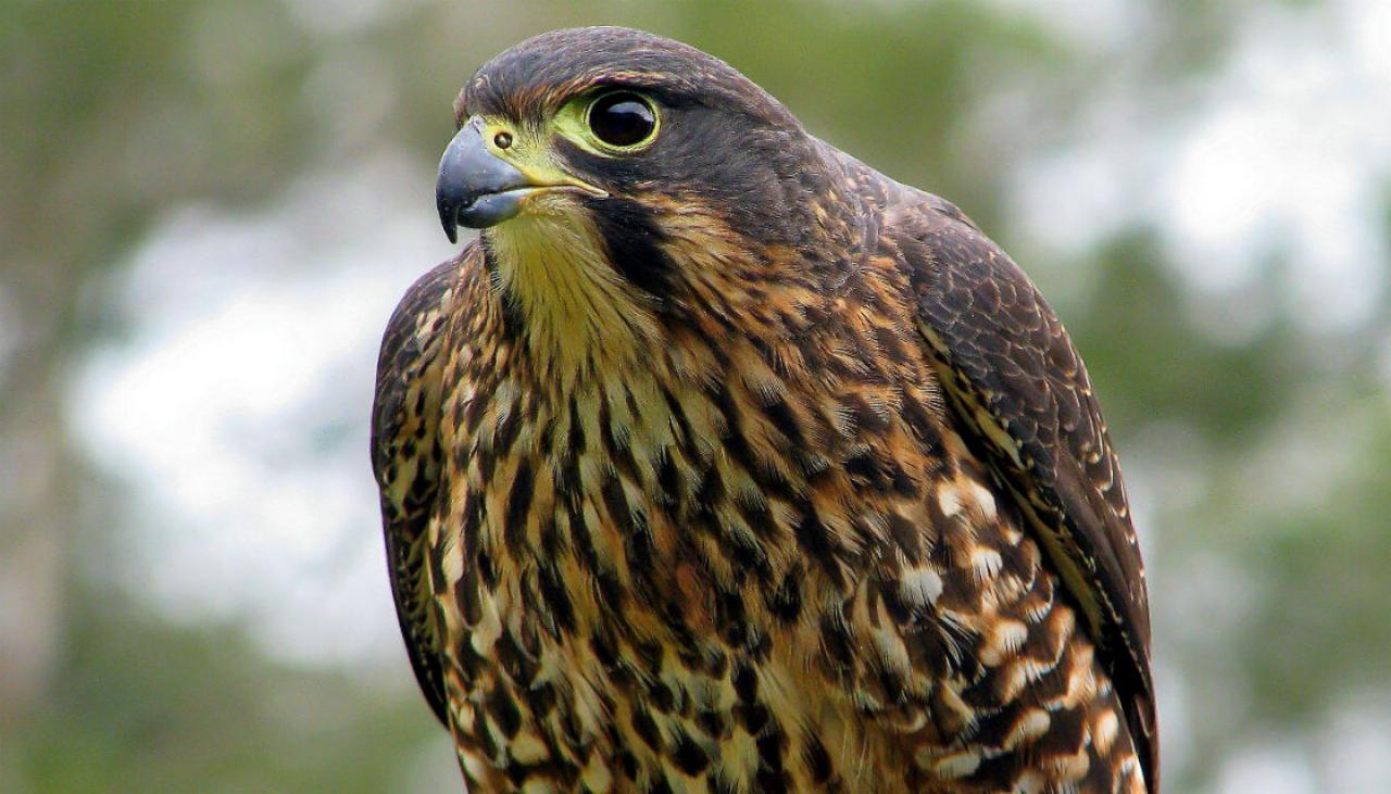 Protected Nz Falcon Shot Dead In Paddock Newshub