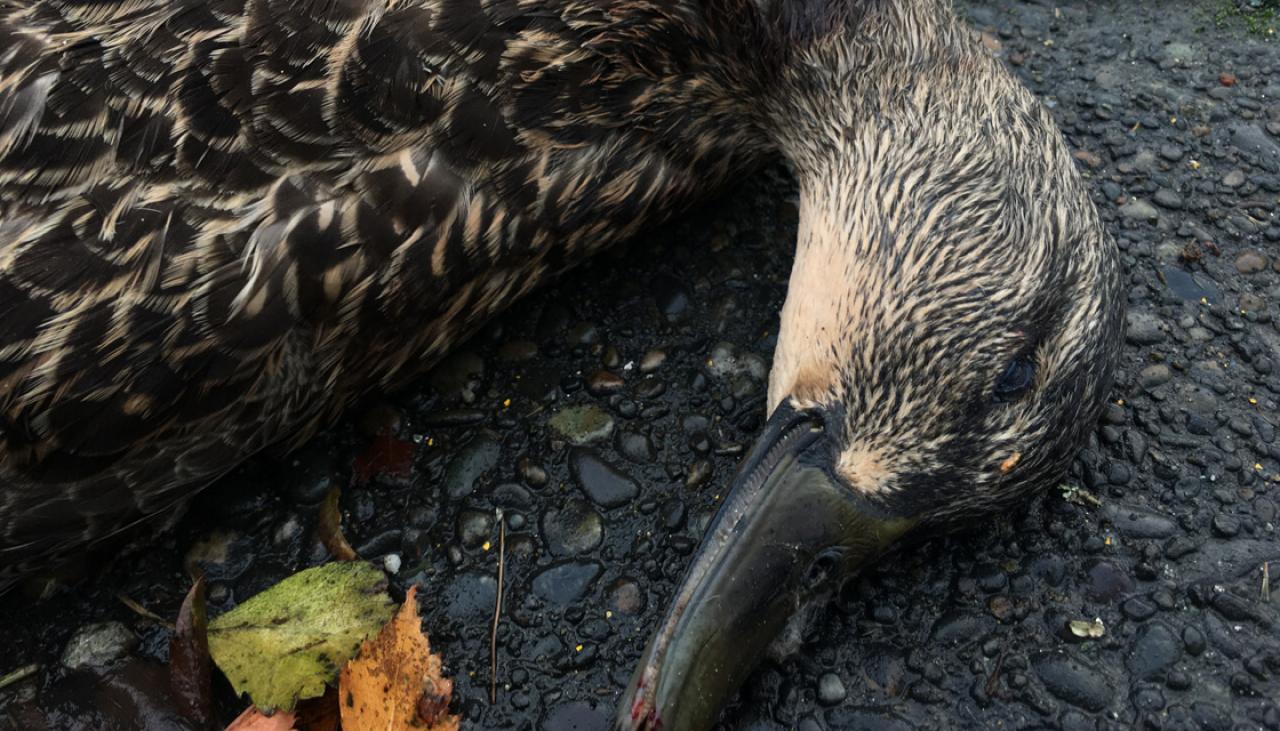 dead-ducks-found-dumped-on-invercargill-street-newshub