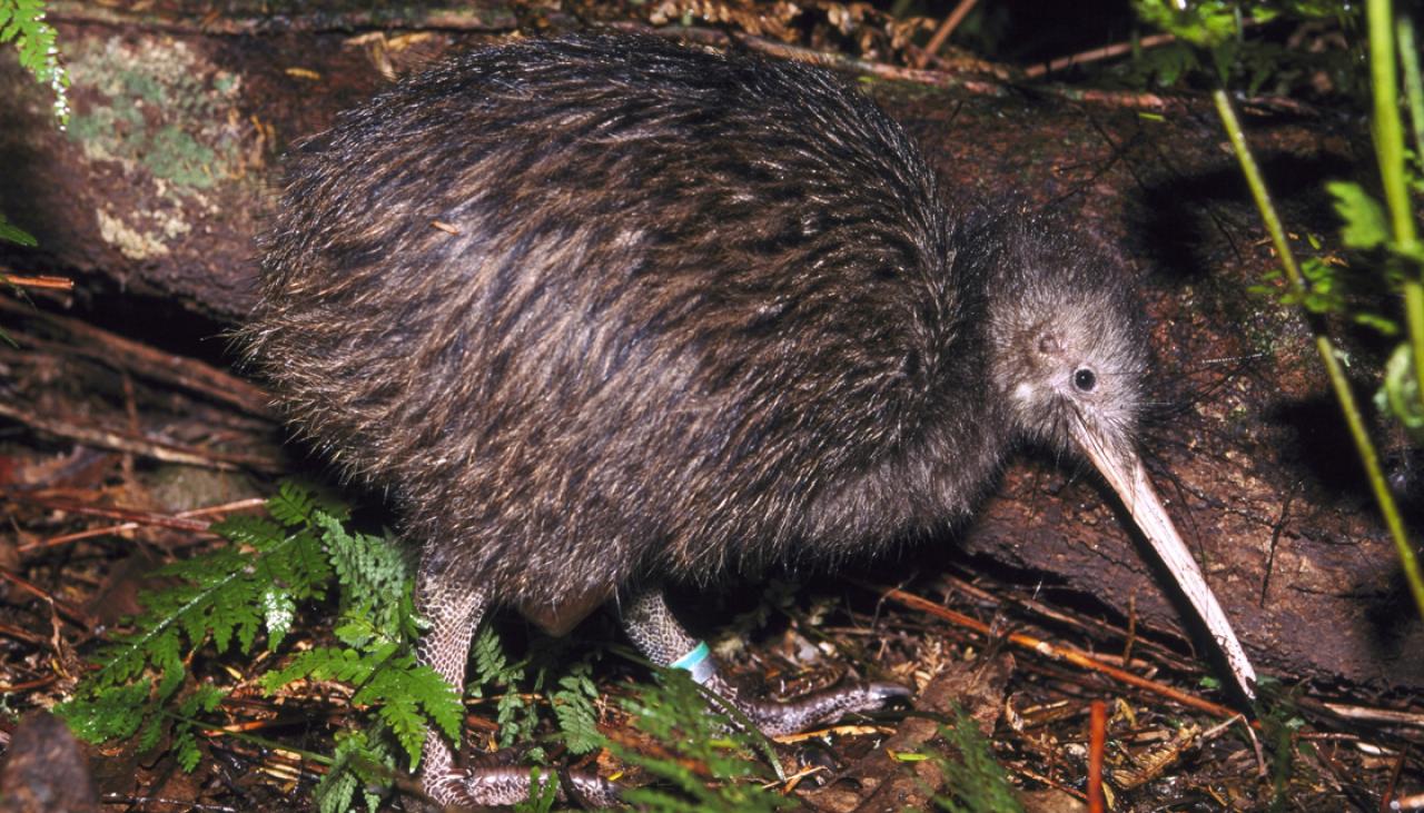 Kiwi found slain by dogs on Kawau Island | Newshub