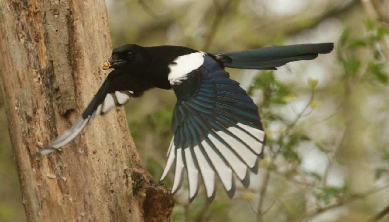 magpie-symbolism-meaning-spirit-totem-power-animal