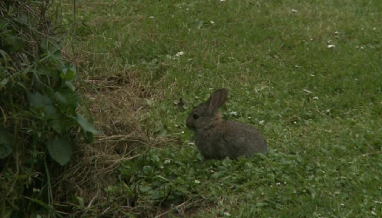 The South Island town overrun by rabbits | Newshub