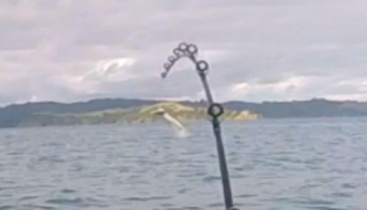 Man Fishing on His Kayak Hooks Great White Shark in Shocking Video