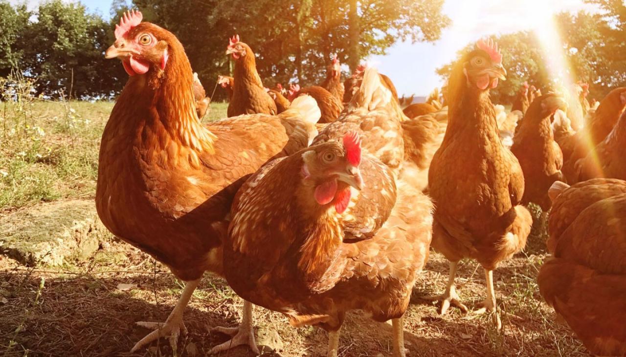 Summer heat: Repeat of the poultry apocalypse unlikely ...