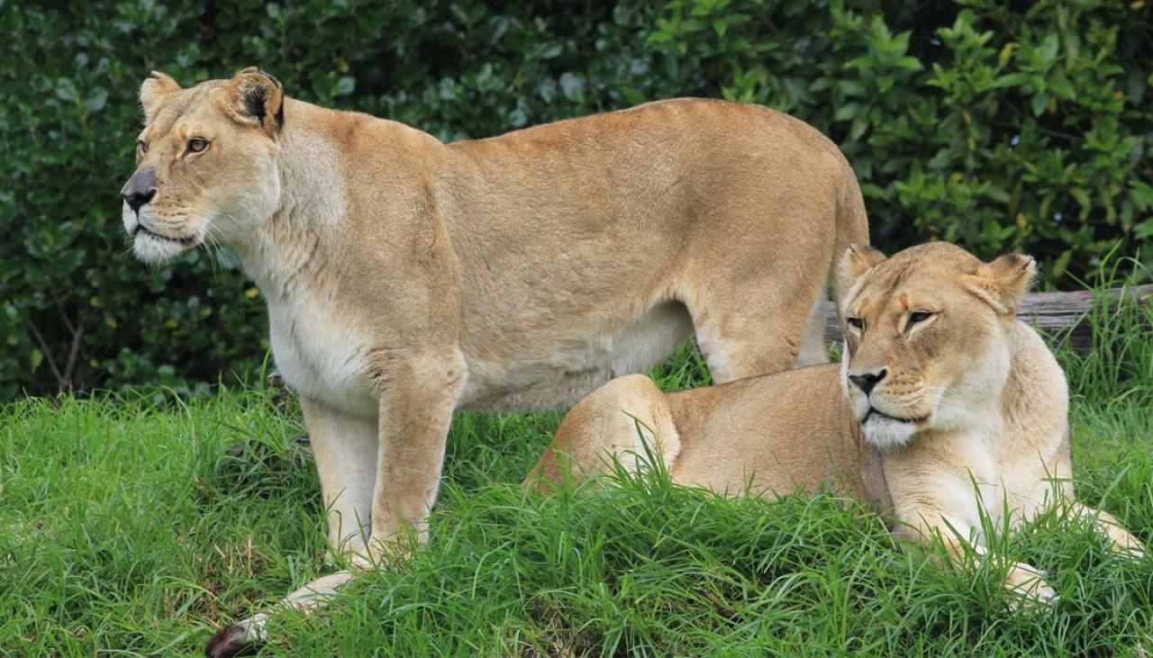 PETA slams Auckland Zoo for euthanising lions | Newshub