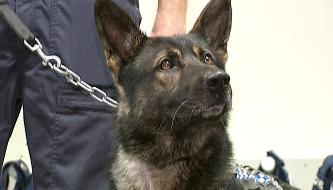 Police dog Kosmo's handler thought his pup was going to die after ...