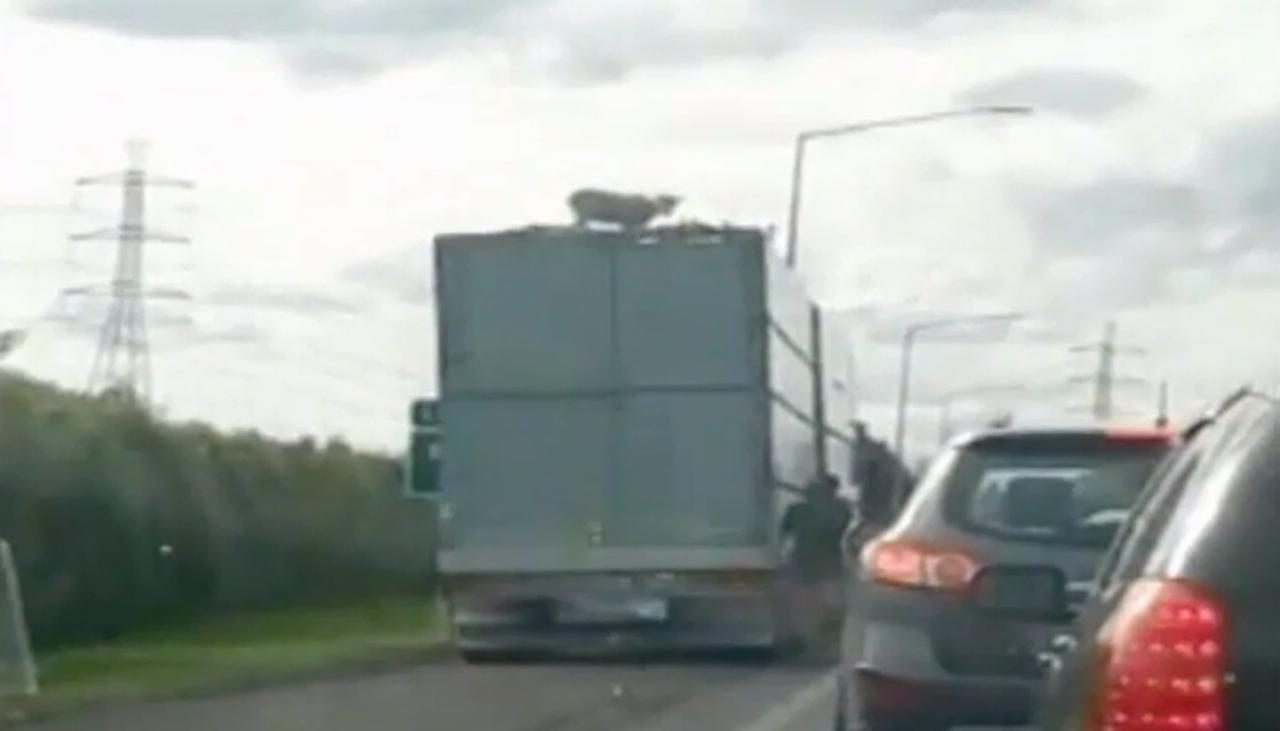 'How did it get up there?': Sheep rides on roof of truck on Auckland motorway