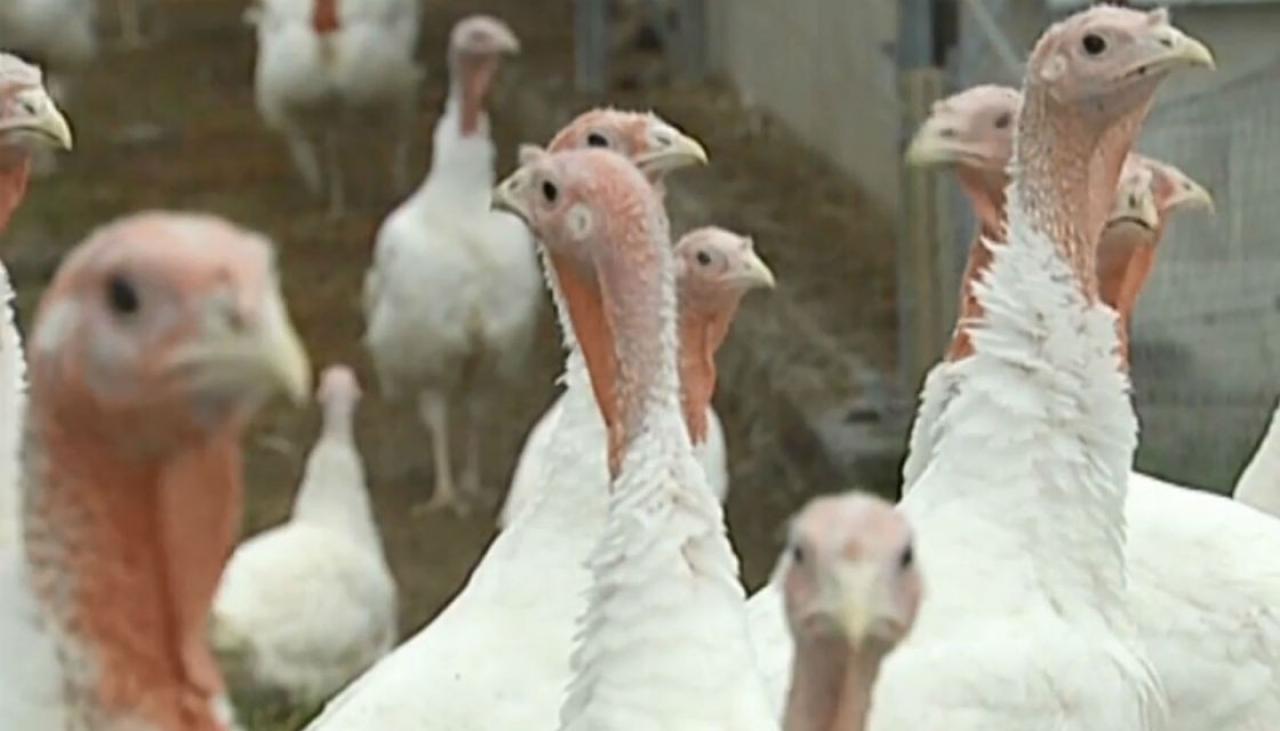 People Gobbling Up Free Range Turkeys This Christmas Newshub
