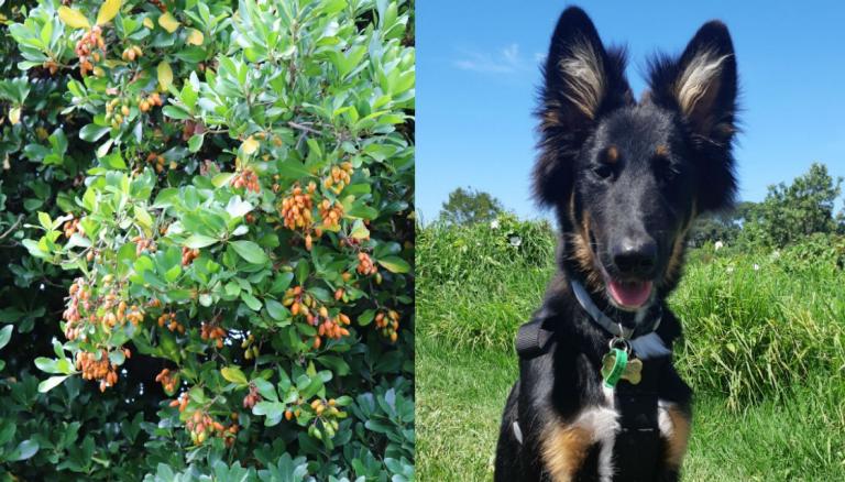 are karaka berries poisonous to dogs