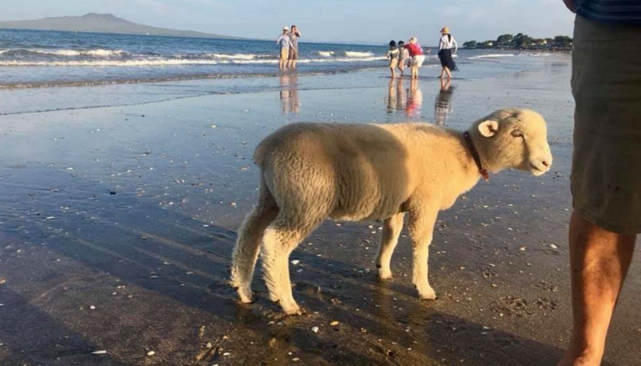 definition-of-a-kiwi-summer-someone-brought-their-pet-sheep-to-the