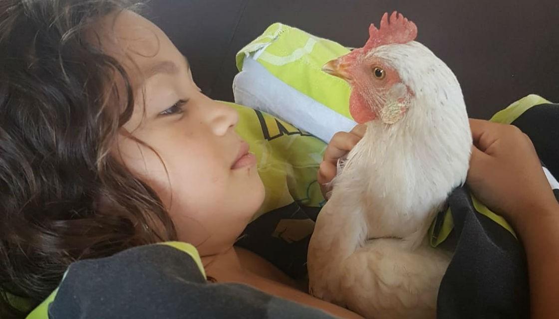 Northland family finds pet chicken's dead body hung on gate | Newshub