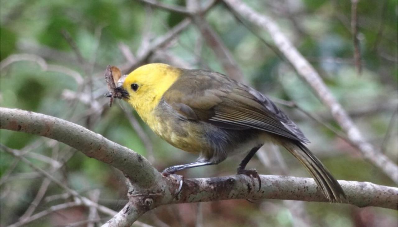 How Our Native Mōhua Bird Went From 'rare' To 'common' In Just 21 Years ...