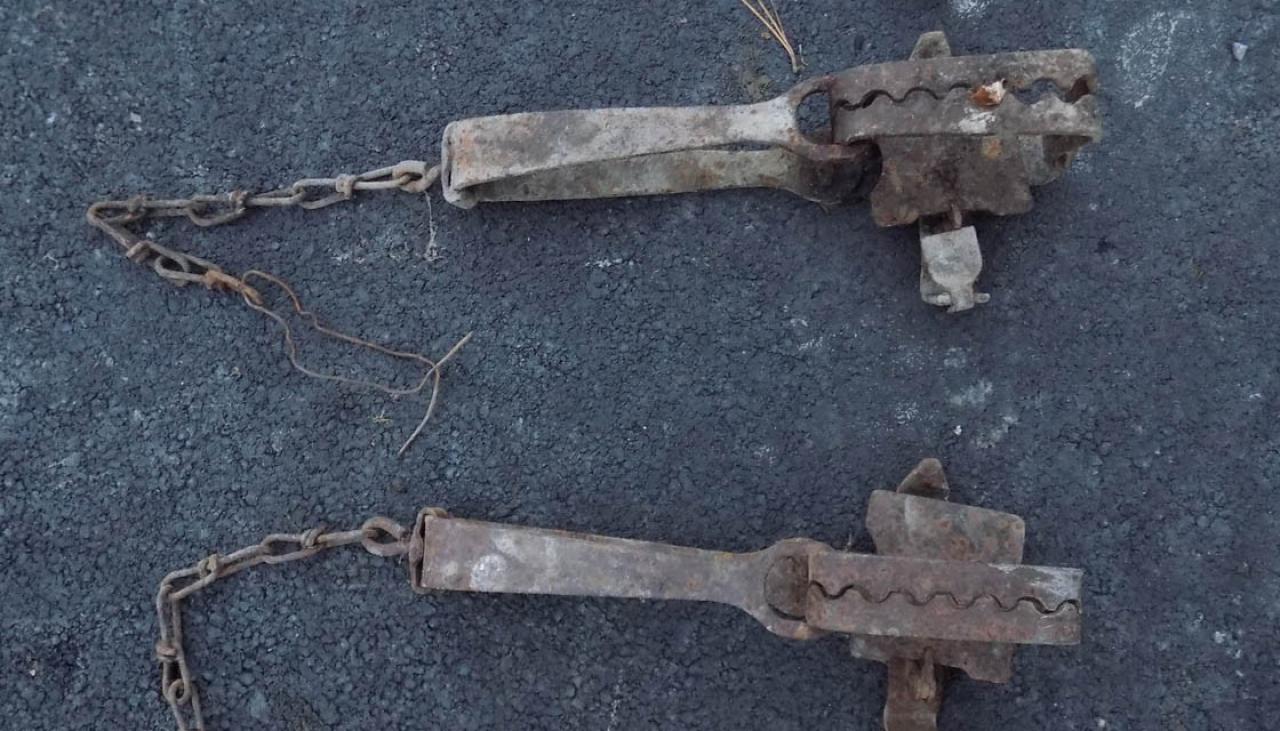 SPCA prosecutes man for using illegal leg traps, leaving native pukeko