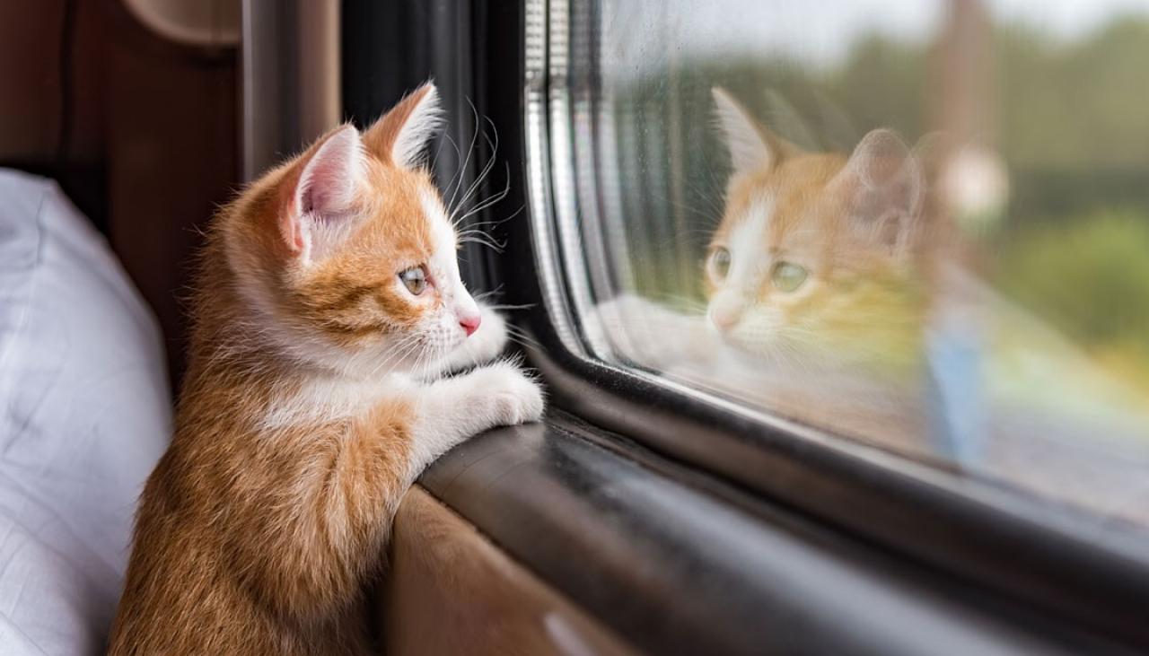 Pets now allowed on Auckland trains | Newshub