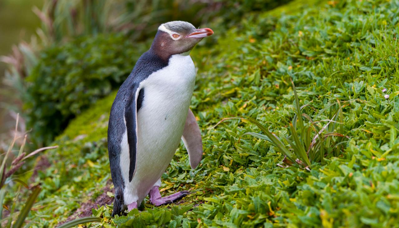 Yellow-eyed penguin waddles to the top, wins Bird of the ...