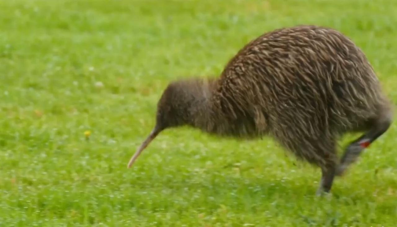 Where to camp to see wild kiwi this summer | Newshub