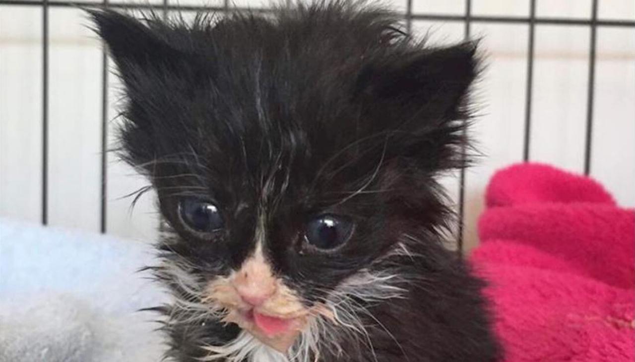 Incredibly Malnourished Kittens Fight For Their Lives After Being Dumped On Side Of Auckland