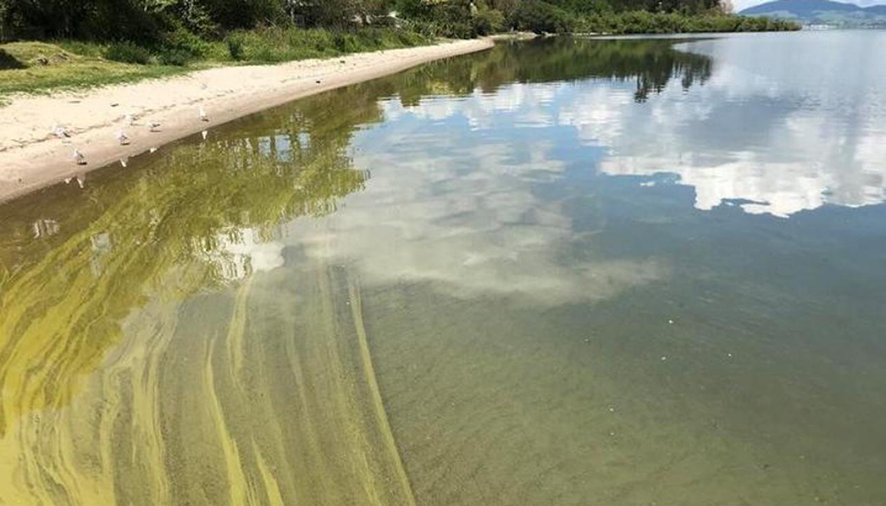 Warning after potentially toxic algae bloom found in parts 